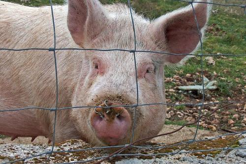 母猪不吃食的治疗方法 母猪不吃食的治疗方法视频