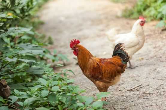 公鸡的尾巴有什么作用 孔雀的尾巴有什么作用