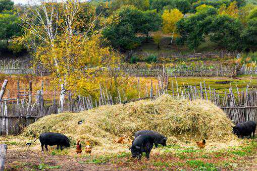 2020年农村个体散户养猪要求是什么（2020年农村个体散户养猪要求是什么呢）