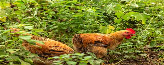 野鸡扒玉米苗怎么办 野鸡扒玉米用什么药