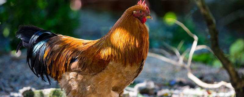 高锰酸钾喂鸡的好处有哪些（高锰酸钾喂鸡的好处有哪些呢）