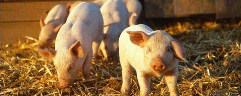 非洲猪瘟来源（非洲猪瘟的来源）