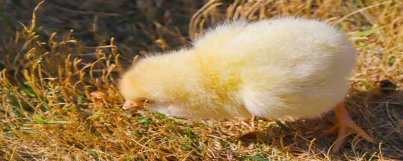 小鸡喜欢吃什么食物 小鸡喜欢吃什么食物有什么本领