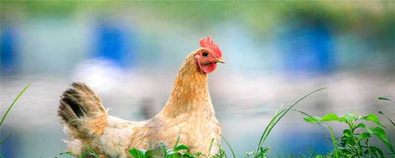 怎样刺激肉鸡吃料 肉鸡怎么用