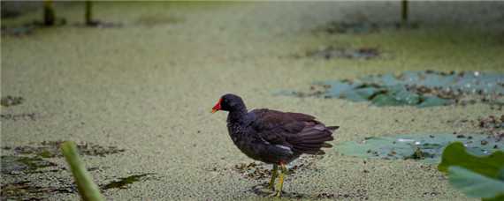 野鸡吃什么东西（野鸡吃什么东西用什么好抓）