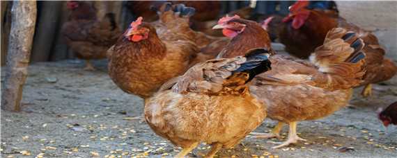 什么鸡下蛋最多最快 什么蛋鸡下蛋最多