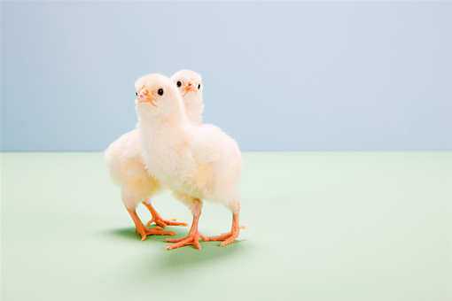 出壳小鸡第一周怎么养 出壳小鸡第一周怎么养才好