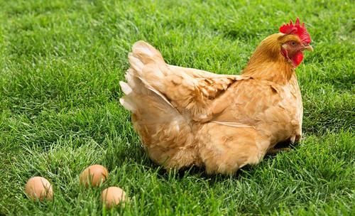 蛋鸡产蛋率下降的原因 蛋鸡产蛋率下降的原因有哪些