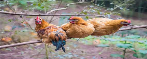 鸡多下蛋秘方 鸡如何多下蛋