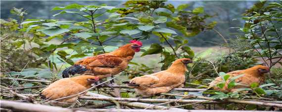 鸡一天要吃多少粮食（十只鸡一天要吃多少粮食）