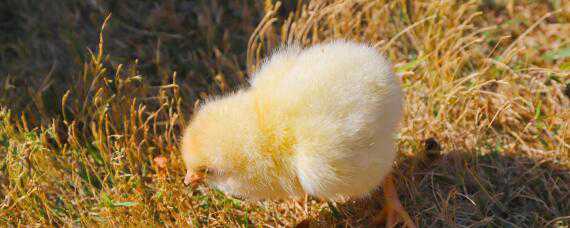 小鸡多久脱温 小鸡多久脱温一次