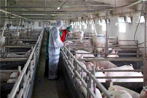 2020年养猪前景如何 2020年养猪行业的发展前景