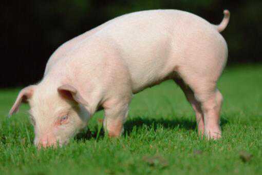 2021年生猪价格走势如何 2021年猪价走势行情