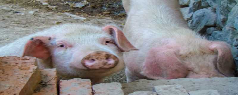 非洲猪瘟怎么来的（非洲猪瘟哪来的）