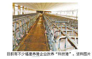 福建生猪养猪大部分企业改养“科技猪”