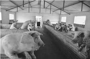 豆浆喂猪“豆浆猪”--李连科（豆浆可以喂猪吗）