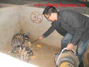 丁维科：生态小岛养豪猪（丁磊养猪基地）