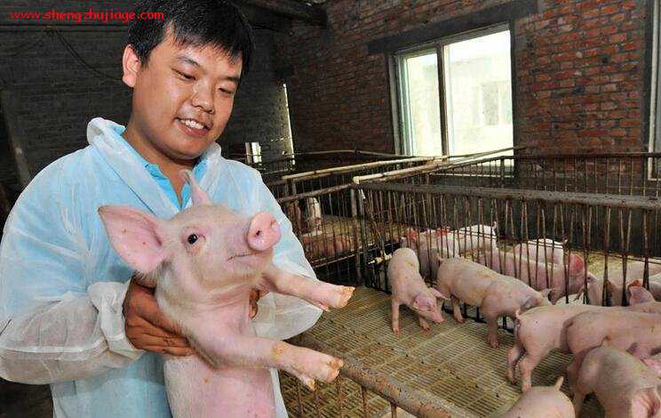 大学生毕业回家养猪（大学生毕业回家养猪卖猪肉）