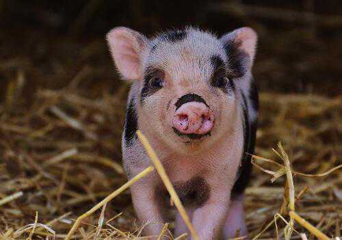 近期猪苗批发价格是多少钱 猪苗批发多少钱一只