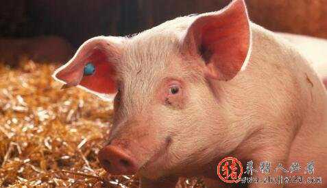 出事了，猪价最坏行情将在九月（今年九月猪价预测）