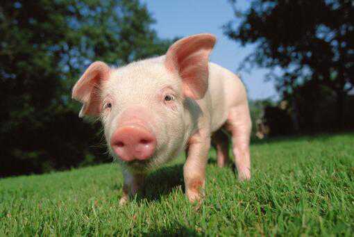 仔猪、饲料价格是多少 猪饲料什么价格