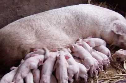 2019年养母猪赚钱吗 2021年养母猪卖仔猪挣钱吗