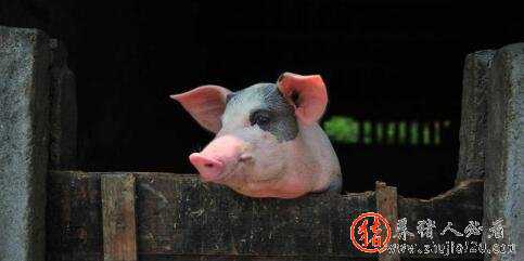 11月猪价要上涨（11月份猪价涨还是跌）