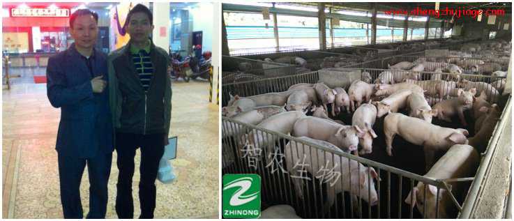80后生接班养猪业靠什么 90后养猪