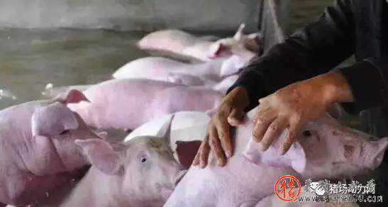 猪场迁徙是主题，中小猪场赚钱难 猪场工作最大困难是什么