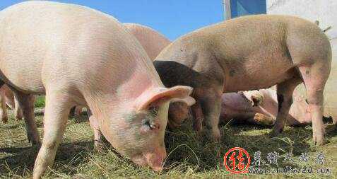 9月份猪价之我见：守住7元并不难！（猪价“8元”没守住）