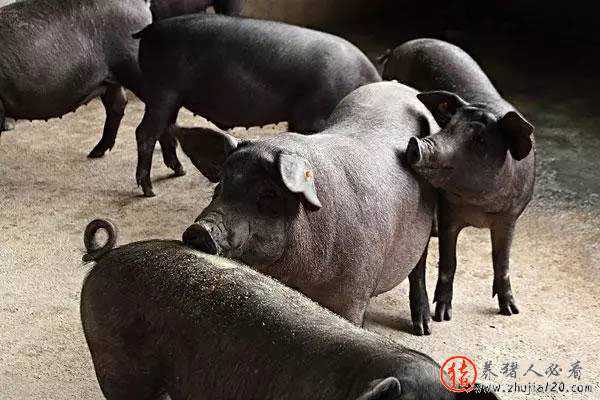 猪价看涨你还在美滋滋吗 最近猪价为什么涨得这么快