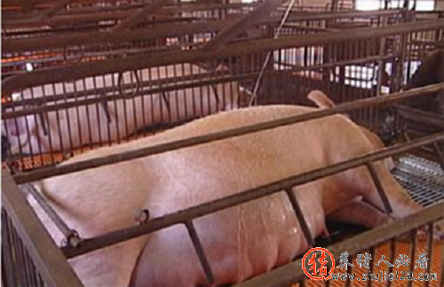 母猪胎龄偏老，淘汰或集中爆发（母猪淘汰情况）