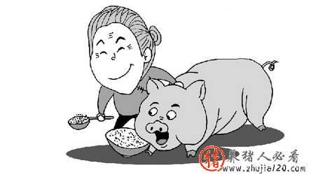 猪价上涨 猪价上涨最新情况 新闻