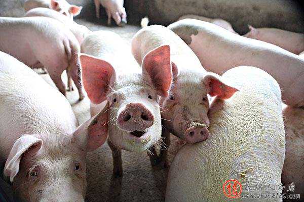 猪价就全线飘红,生猪价格重新步入7元时代!猪价开启暴涨模式?集体小幅归涨的概率较大!今日猪价格如何?