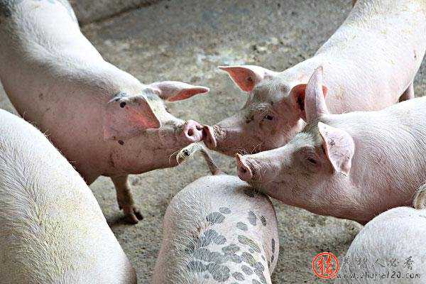 猪价行情开启暴涨模式（猪价涨幅趋势）