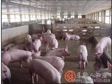 猪价整体再次呈现南高北低局面 猪价南北齐涨