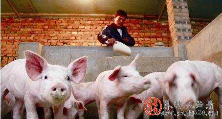 猪价已上涨近3毛！后期还有多大劲 猪价再涨吗