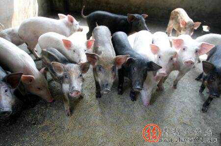 猪价飘红高歌，猪市旺季即将来临（春节前后猪价市场分析）