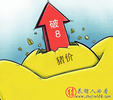 猪价破8这场赌局你有多大把握（猪价已现8连跌）