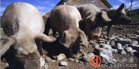 猪价回升慢是何原因（猪价回落原因）