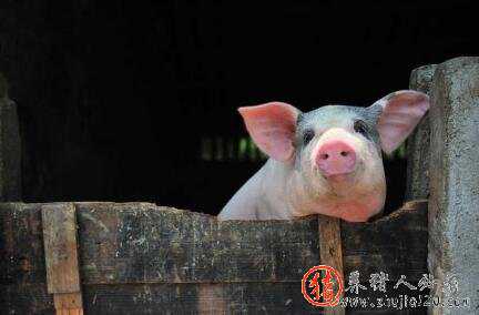 猪价回升慢 猪价仍快速下跌