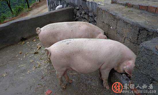 猪价微提，即将迎来一片涨潮 今日猪价一览表,全面上涨