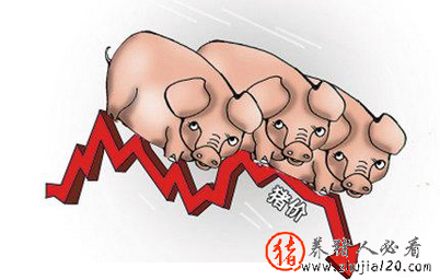 9月后期猪市面临的回调风险较大 九月底猪价能涨吗