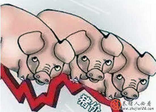 猪价上涨并突破前期高点 猪价上涨并突破前期高点还是低点