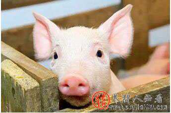 怎么才能跳过下半年猪价低谷这个坑 下半年猪价会下跌吗