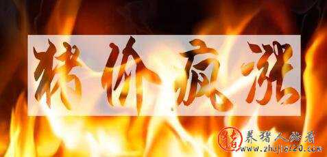 猪价涨至14元以上 猪价涨至14元以上是真的吗