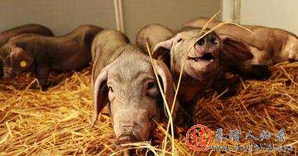 预测八月下旬猪市：上涨模式确立（8月猪价加快上涨）