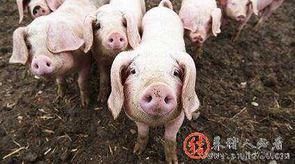 八月下旬，猪价何去何从 八月十日猪价
