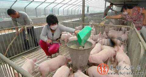 猪价转折点将要来临 猪价转入下跌周期意味着什么