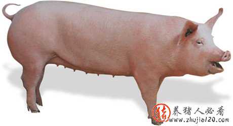 猪价行情如约回落 今日猪价及行情分析